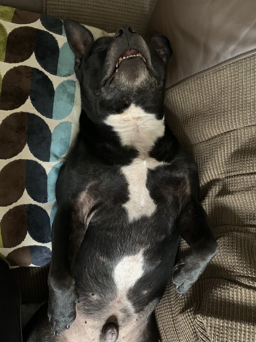 Bust had a poorly belly this morning but has returned to his manic self this afternoon! Got a new ball!! What a boy 😂🤣🥰😘🐶 #DogsofTwittter #DogsAreFamily #dog #StaffordshireBullTerrier