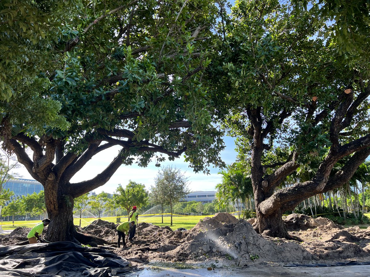 We proudly welcome two 60-year-old Brazilian Beauty Leaf trees (Calophyllums) to Pride Park on the Miami Beach Convention Center Campus this week! We’re excited to see these trees flourish in their new home!

#miamibeach #pridepark #trees