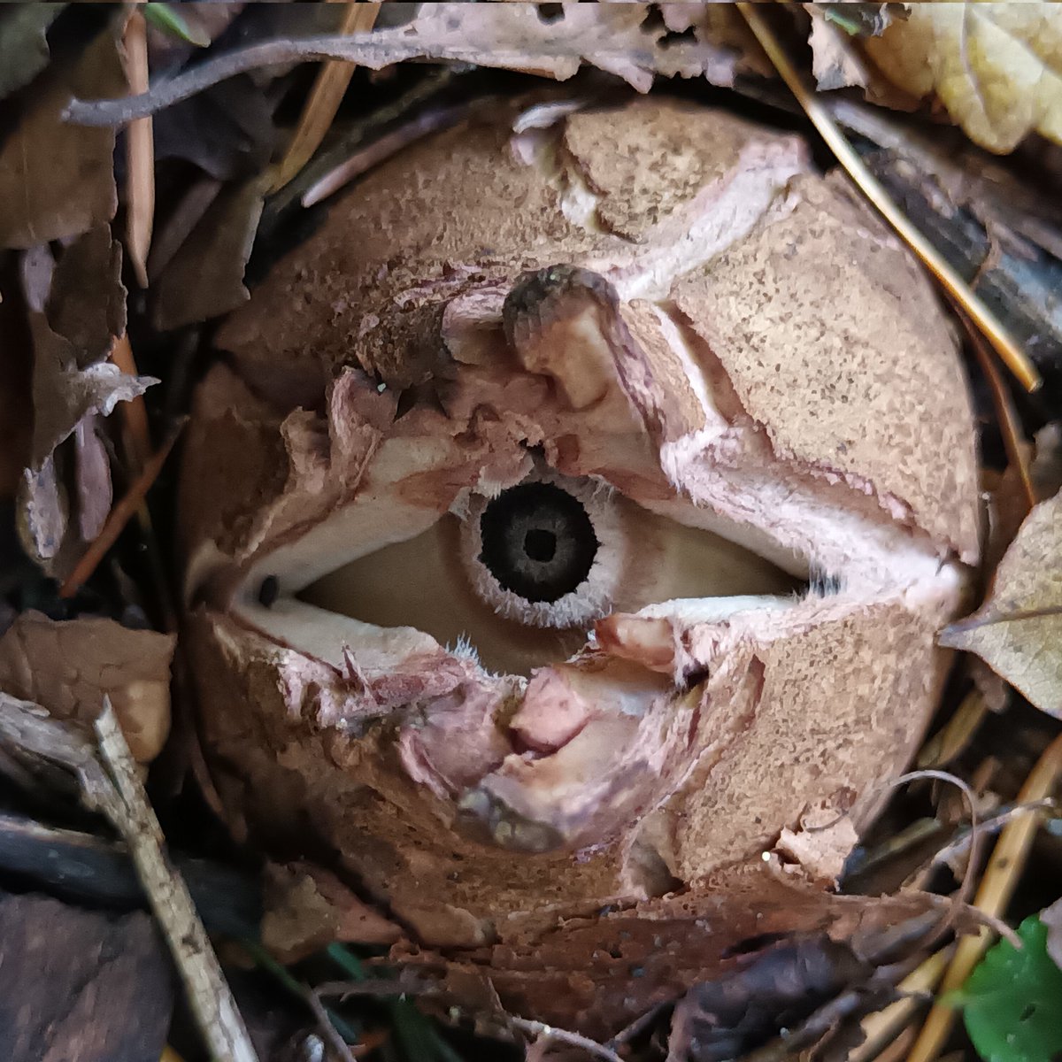 Carolin20927040's tweet photo. This mornings walk was certainly an eye-opener.
#fungi #mushrooms #wild https://t.co/GajMGYOAEC