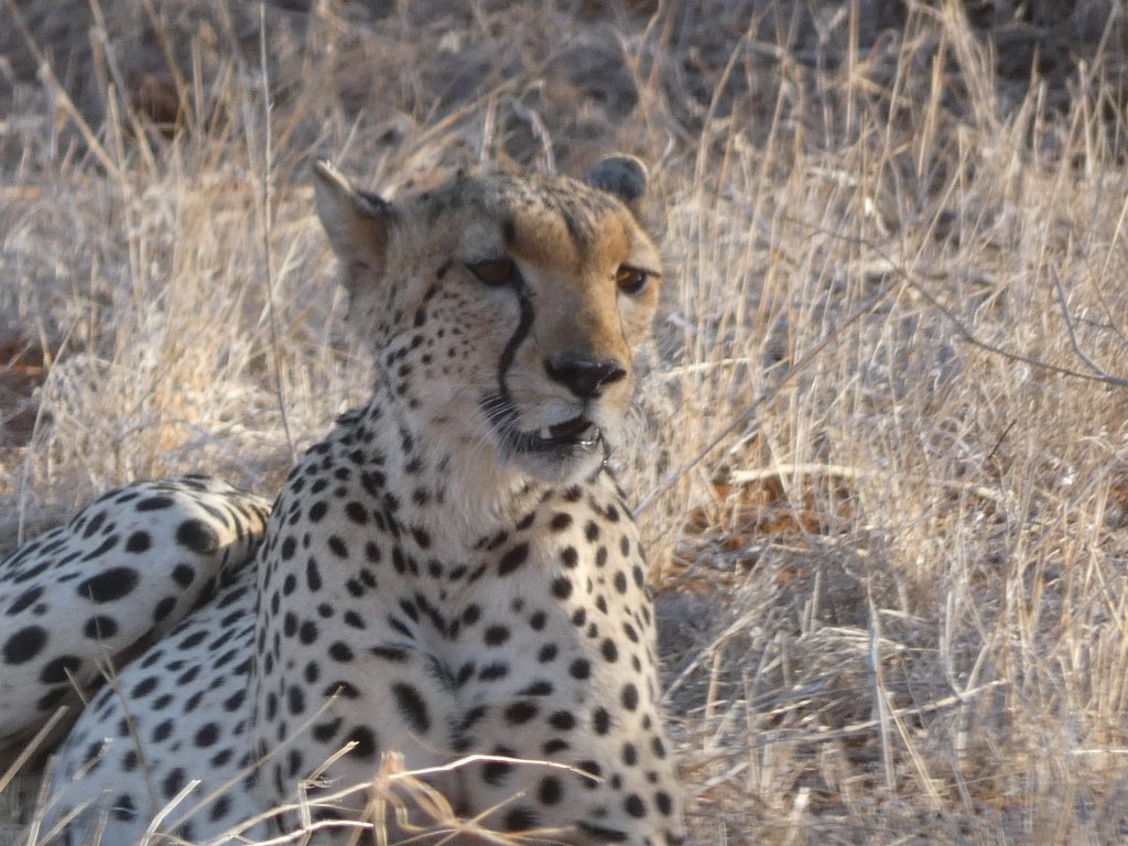 RabsFB's tweet image. Safari pics came out crazy 🦉🦅