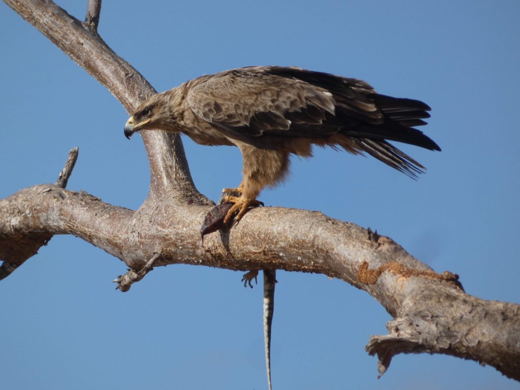 RabsFB's tweet image. Safari pics came out crazy 🦉🦅