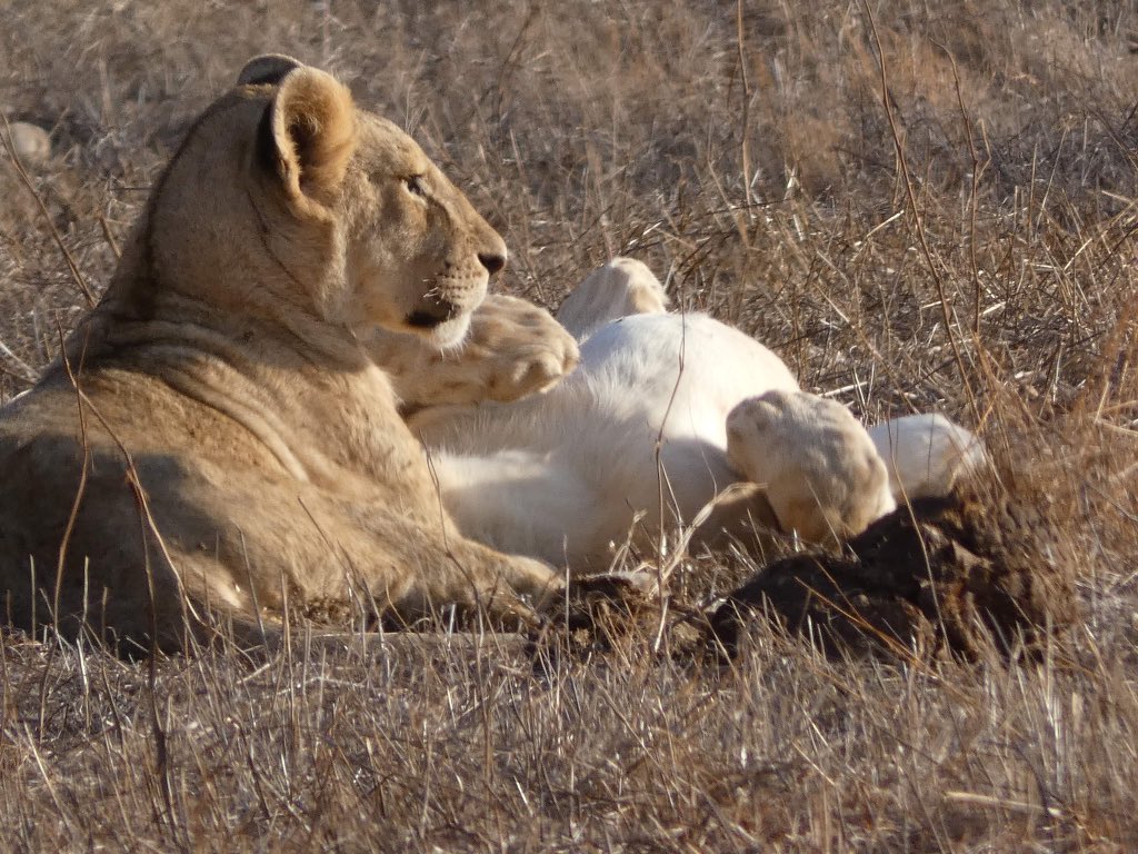 RabsFB's tweet image. Safari pics came out crazy 🦉🦅