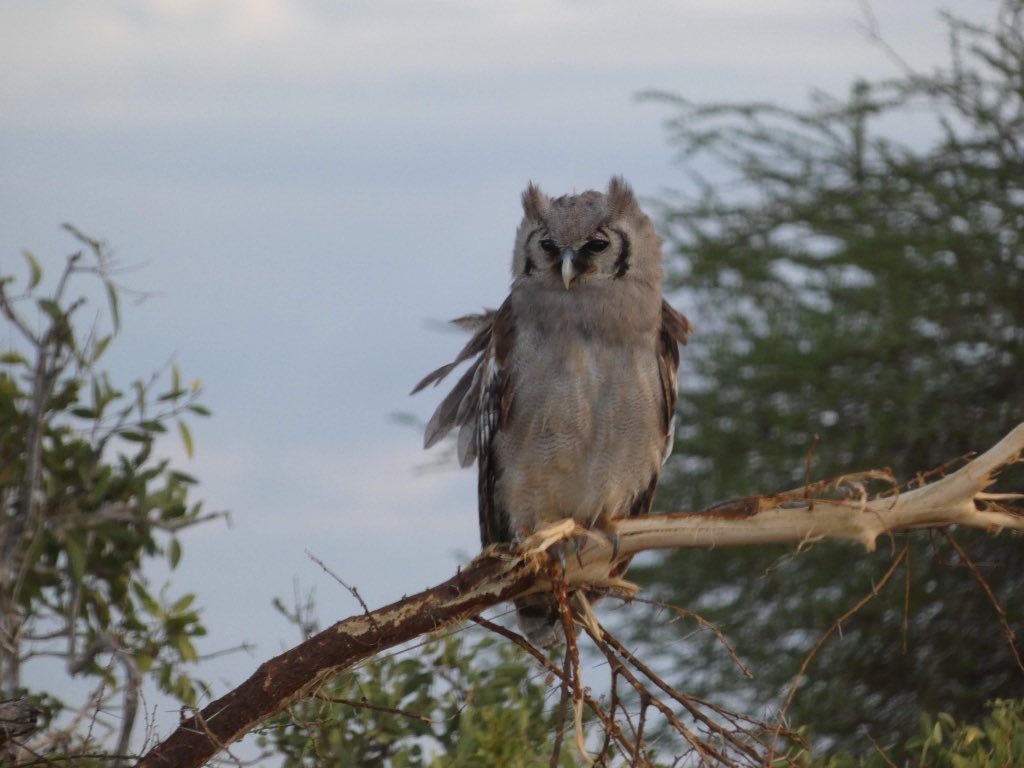 RabsFB's tweet image. Safari pics came out crazy 🦉🦅