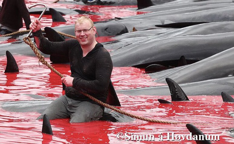 LindsjoLotta's tweet photo. Despite 3 decades of international opposition to
endemically cruel #FaroeIslands,
no end to Grind.
#StopTheGrind
#BoycottFaroeislandSalmon https://t.co/wPlhtD4qBc