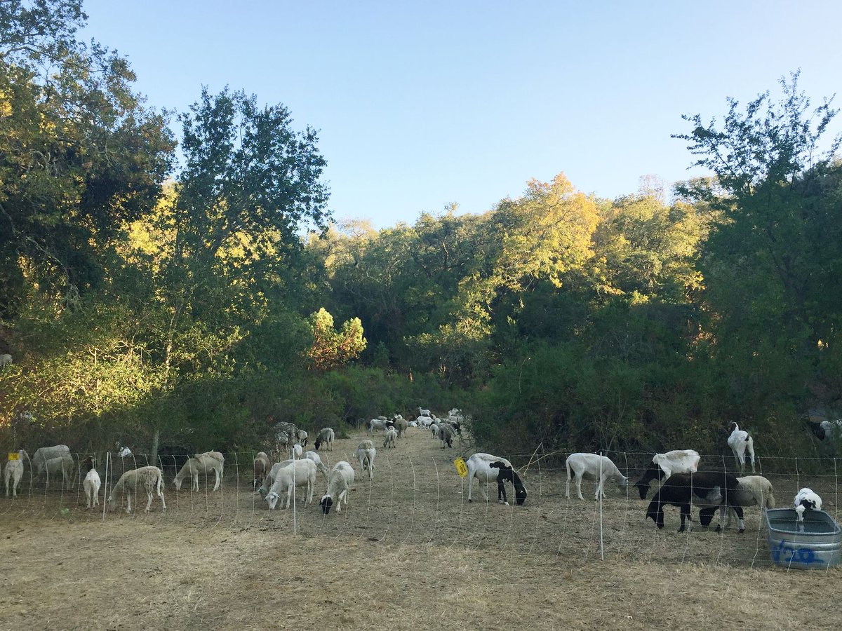sonomaopenspace's tweet image. It’s that time of year again! The Sonoma and Gold RCDs are collaborating for a second year of LandSmart Grazing - to fund the partnership between landowners and grazers in the hopes of reducing wildfire risk. Apply by 10/21. More info: campsite.bio/sonomaopenspace
