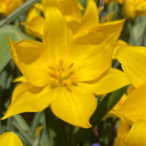 John Scheepers Bulbs (BeautyFromBulbs) / Twitter