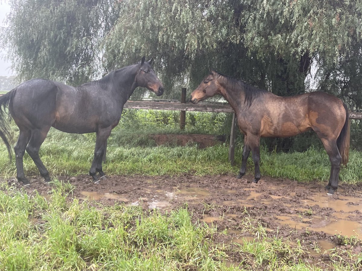GaistJanet's tweet photo. The last time Rochester flooded in January 2011 Danzylum on the left was winning back to back Chester Manifold Stakes at Flemington 15 Jan 11 but today he is up on the high side of his paddock with his best mate Runson.  Stay safe everyone in Rochester ⁦@Racing⁩ https://t.co/NroZZ93lly