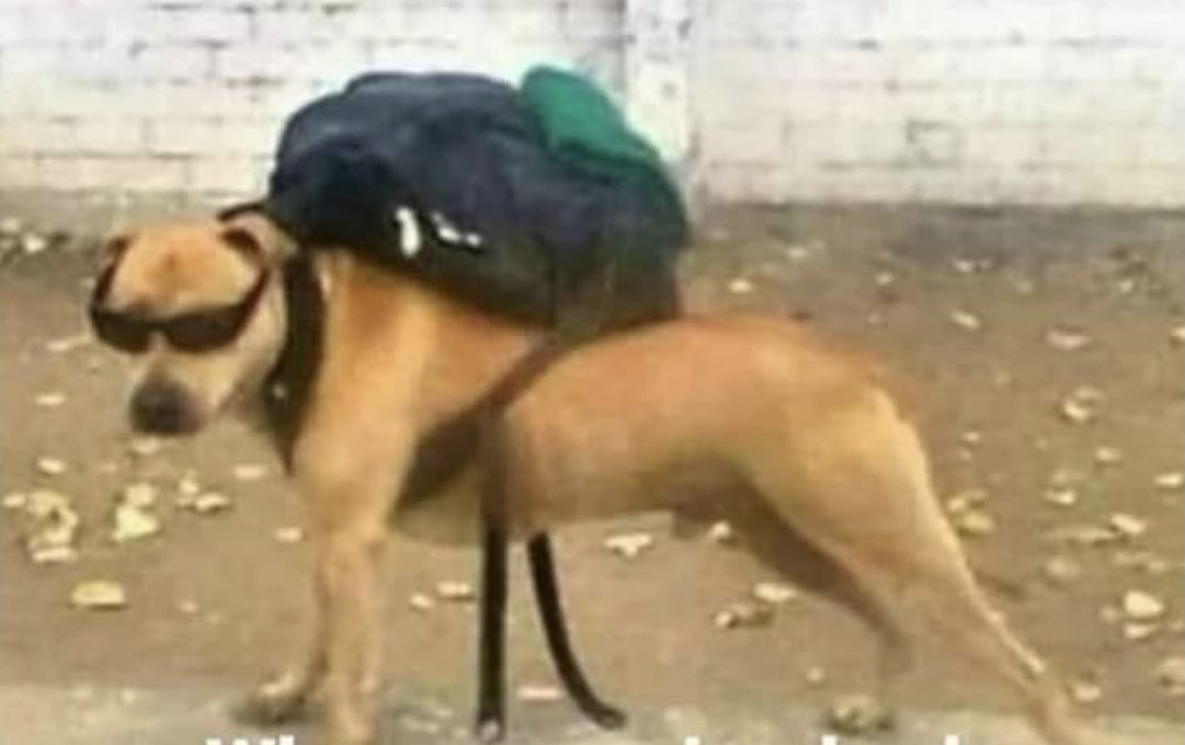 Guarromantico_'s tweet photo. *Agarro mis llaves*

Mi perro: ¿a dónde vamos? https://t.co/w2nLXQPhHk