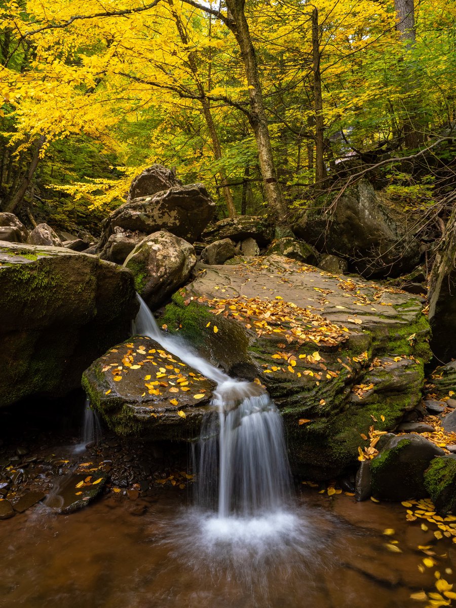 Dominick tweet media