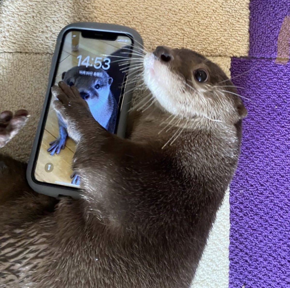 PUBLIC SERVICE ANNOUNCEMENT: If we are mutuals you run the risk of otters landing in your mentions even on a serious post.