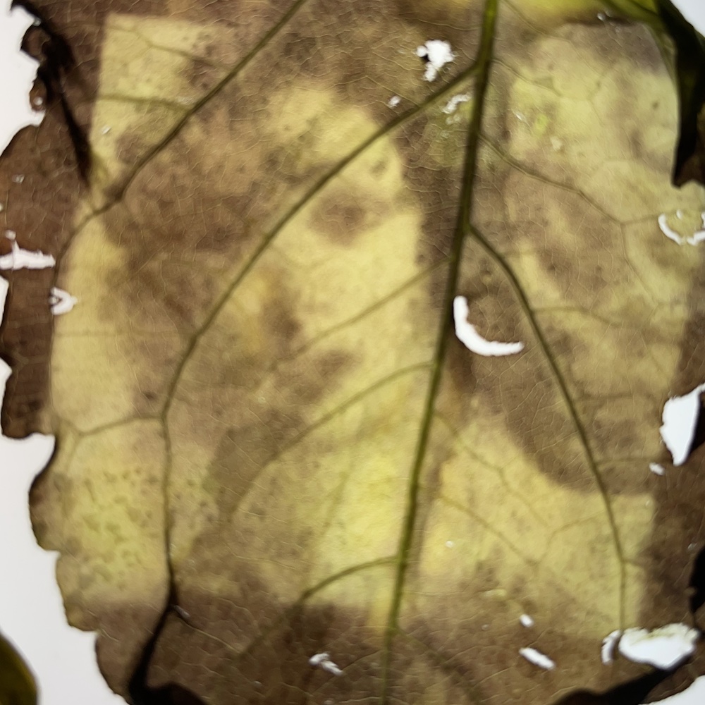 Paul Lewis tweet media