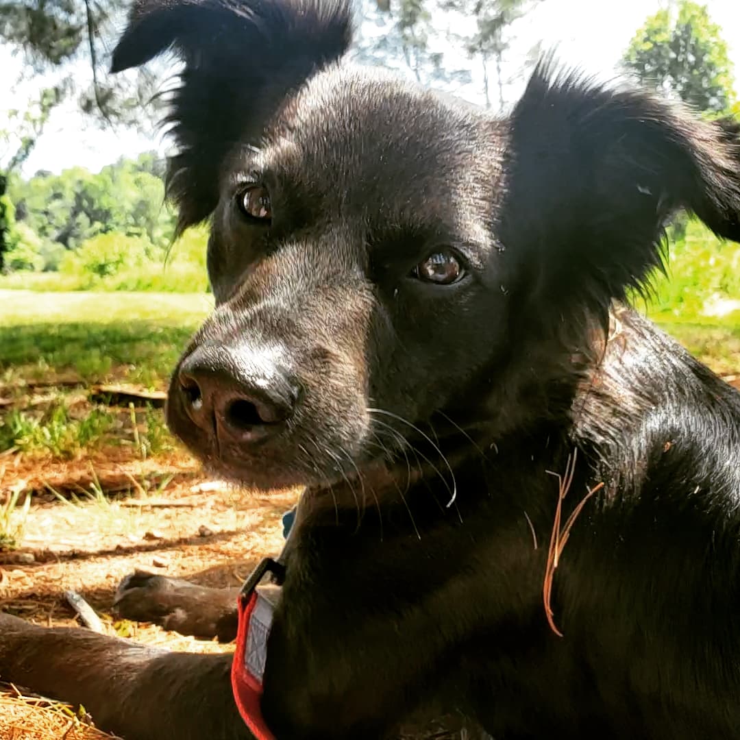 cklapp2's tweet photo. My dog has his Canine Good Citizen test tomorrow and I'M NERVOUS. Wish us luck! #cgc #needsomeluck #atleasthescute #wevetrainedforthis https://t.co/McZQoYrWUz