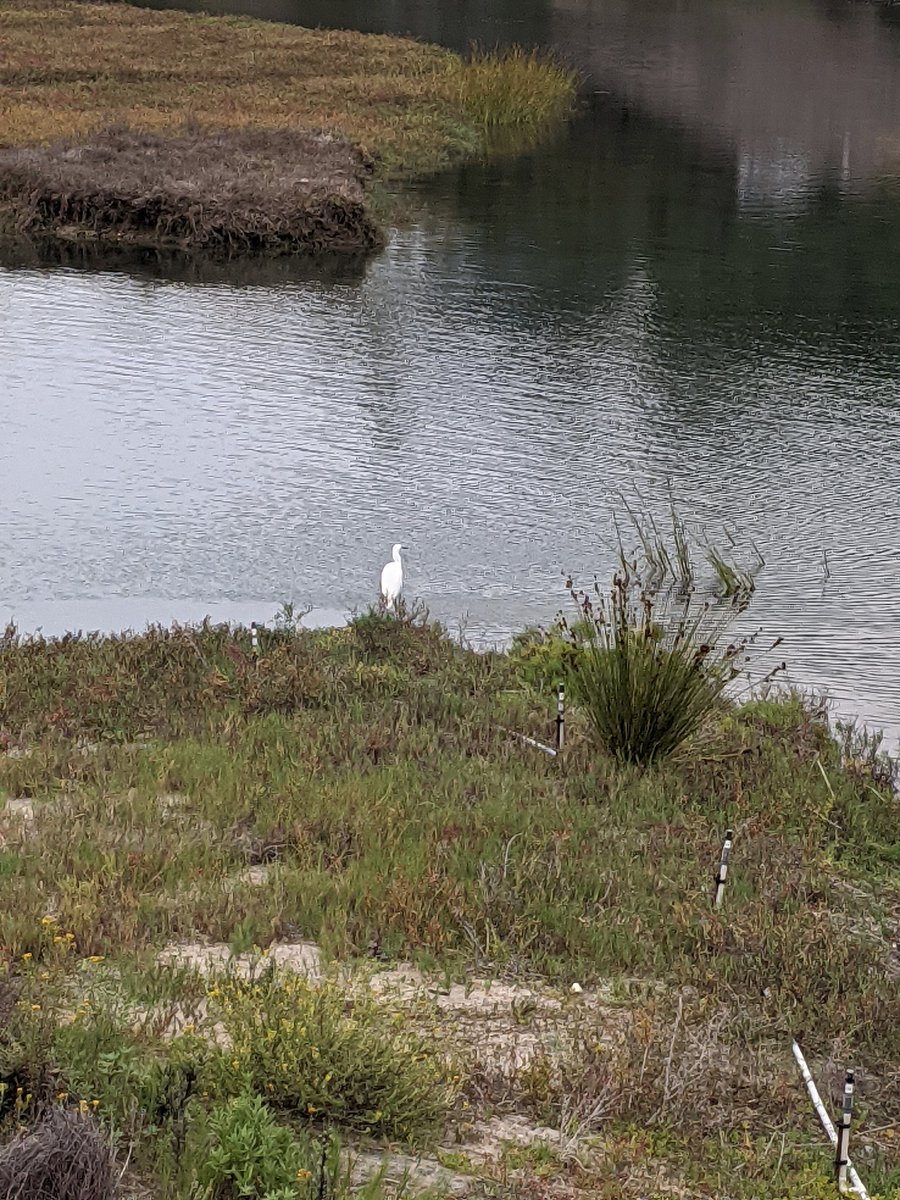 Shulok2022's tweet photo. My daughter's 5th grade class from @QuantumEUSD enjoyed a visit to the San Elijo Lagoon where they observed native plants and animals and learned about their ecosystem. It was my first time on this field trip and I highly recommend it! https://t.co/h5f91aMcTh