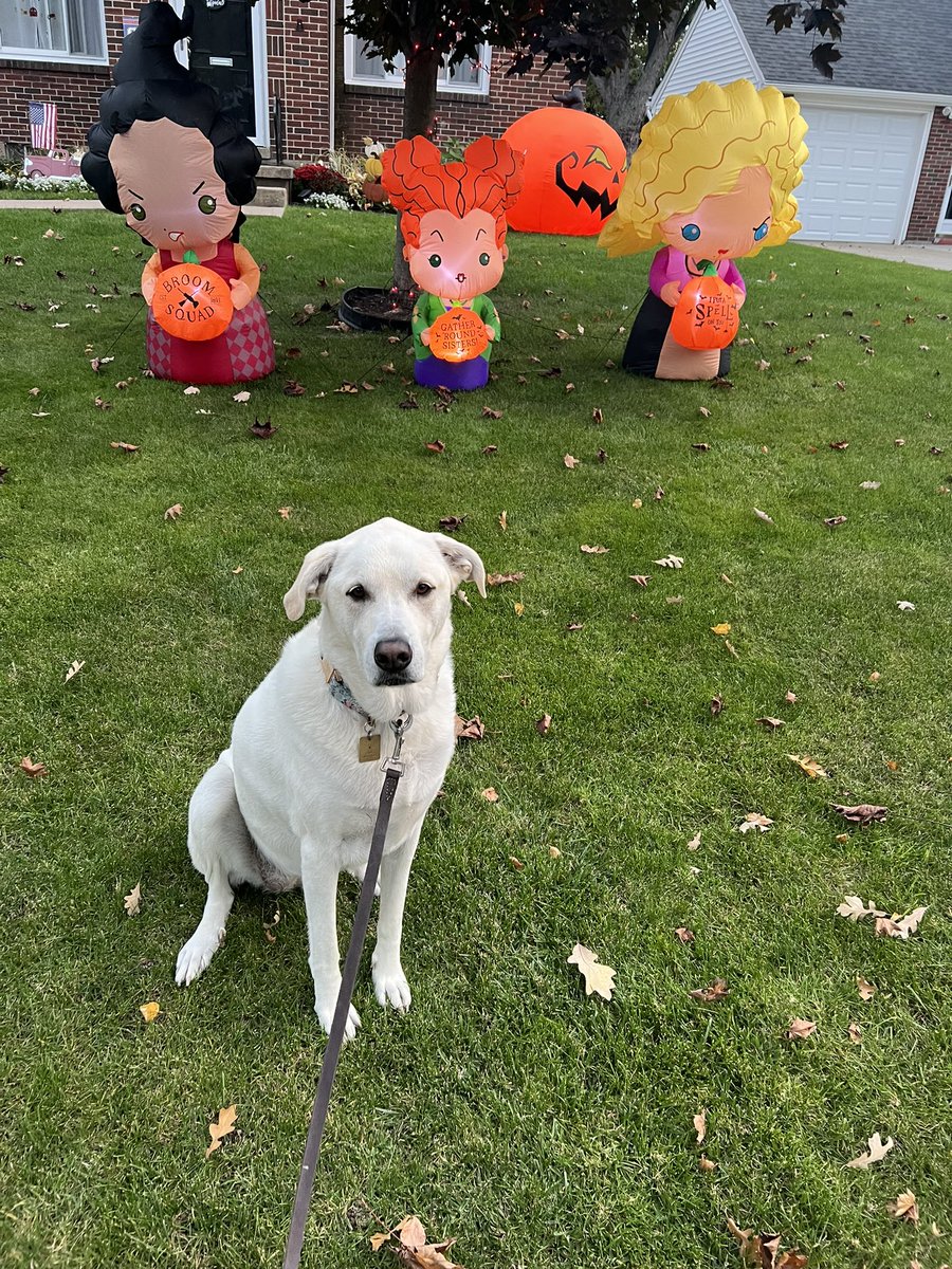 We ran into a little hocus pocus on our walk tonight. #Halloween #dogsoftwitter