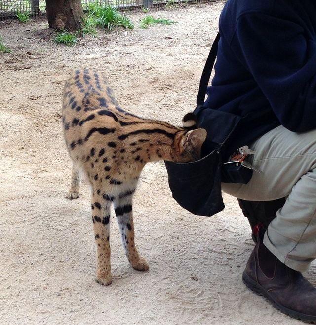 Serval Every Hour! tweet media