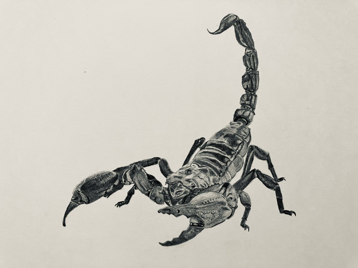 crypto_cci's tweet photo. 鉛筆画7作品目はサソリ。

次のリクエストは、マンディブラリスフタマタクワガタ、とのこと。

#鉛筆画  ＃サソリ ＃昆虫 #息子のリクエスト https://t.co/nx1JrT0msi