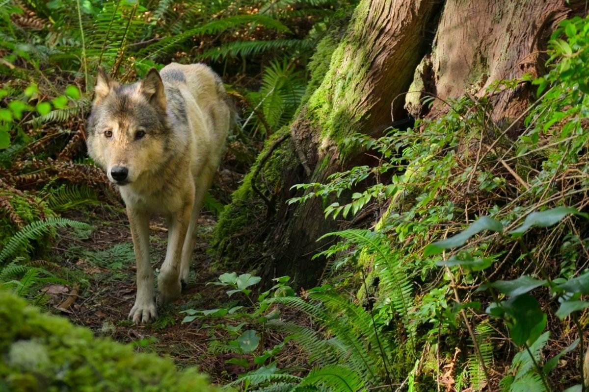 decider's tweet photo. Narrated by Will Arnett, Netflix's three-part docuseries #IslandOfTheSeaWolves shows the tightly-knit ecosystem on the Pacific Northwest island. Read @joelkeller's review on DECIDER: https://t.co/FKBkBpCXaF https://t.co/DN4faMDDU9