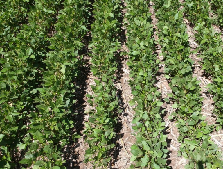 InfoSembrando's tweet photo. 🌱 «Fierce RM», el herbicida para el manejo de malezas que el lote necesita - @SummitAgroAr
#FierceRM #herbicidas
https://t.co/zlZd6TbHnC https://t.co/4SulkWSsWn