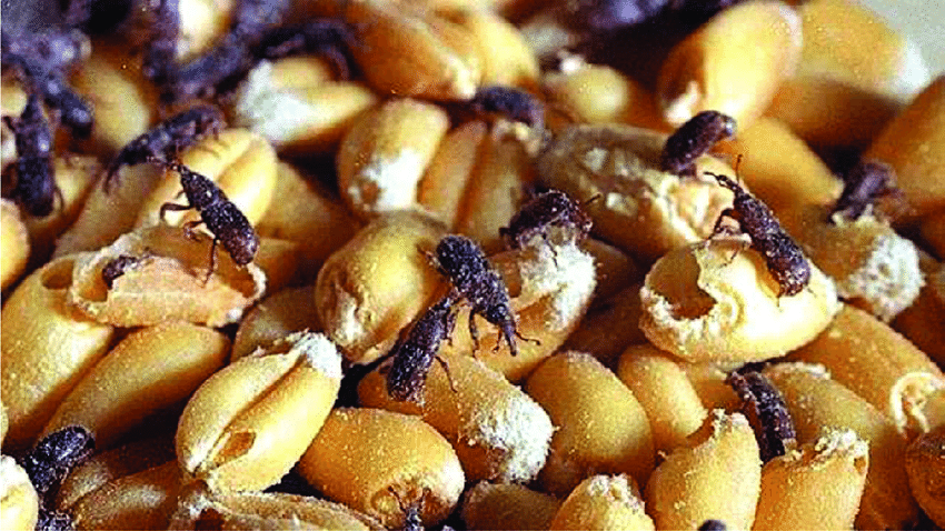 WSUSmallGrains's tweet image. Is something still eating my wheat? This is the question Dale Whaley poses his latest #TimelyTopic. While the days of worrying about aphids or hessian fly are in the past until spring there could be other pests to look out for, mainly storage pests🪲 🌾
👉 smallgrains.wsu.edu/is-something-s…