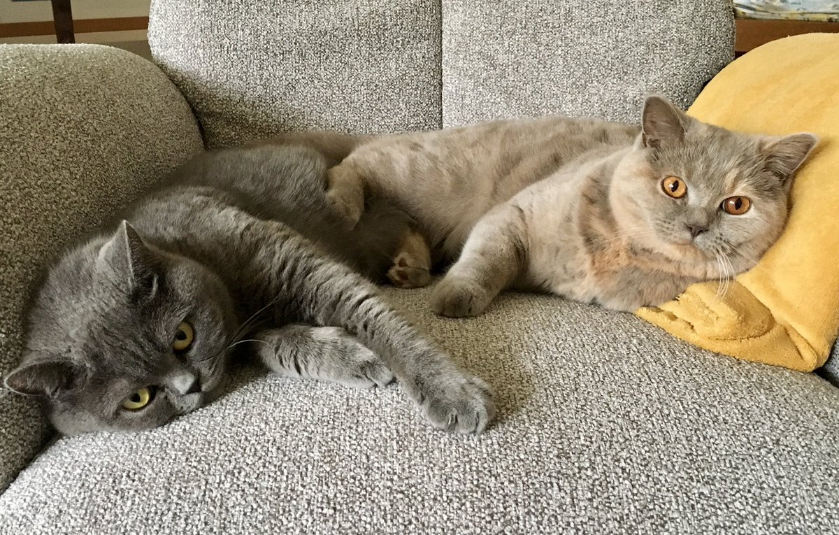 tulp_ida's tweet photo. @astridislief Met de groetjes van Suus en Fien😻 https://t.co/7tgWHKgo6A