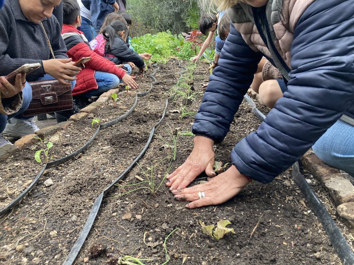 cultivaciudadMX's tweet photo. Fotos de la siembra colectiva que tuvimos en el Huerto Tlatelolco en el #CULTIVAFEST 🌱 ¡Gracias a todos y todas las sembradoras urbanas! https://t.co/cxfD3Ql4tL
