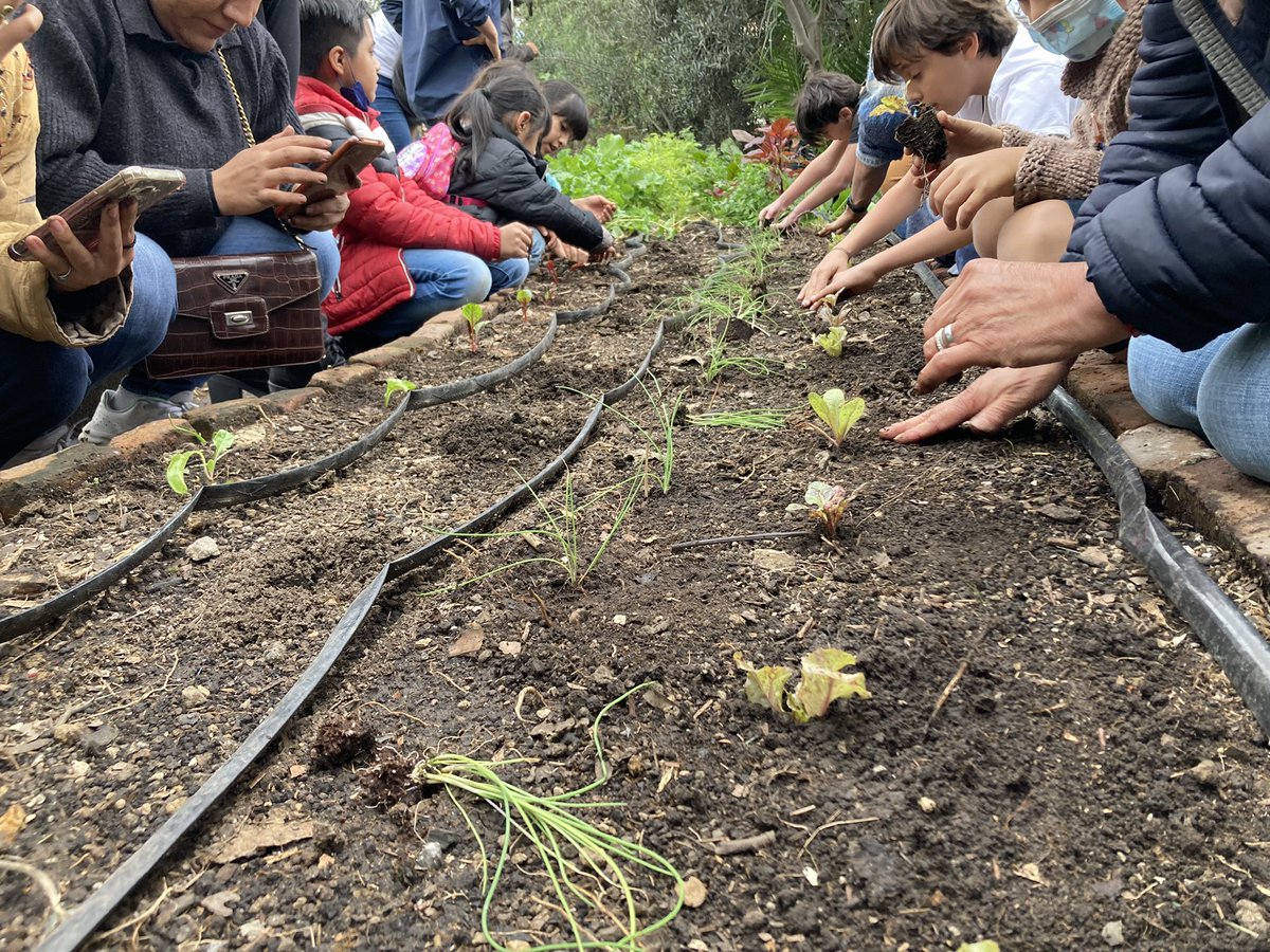 cultivaciudadMX's tweet photo. Fotos de la siembra colectiva que tuvimos en el Huerto Tlatelolco en el #CULTIVAFEST 🌱 ¡Gracias a todos y todas las sembradoras urbanas! https://t.co/cxfD3Ql4tL