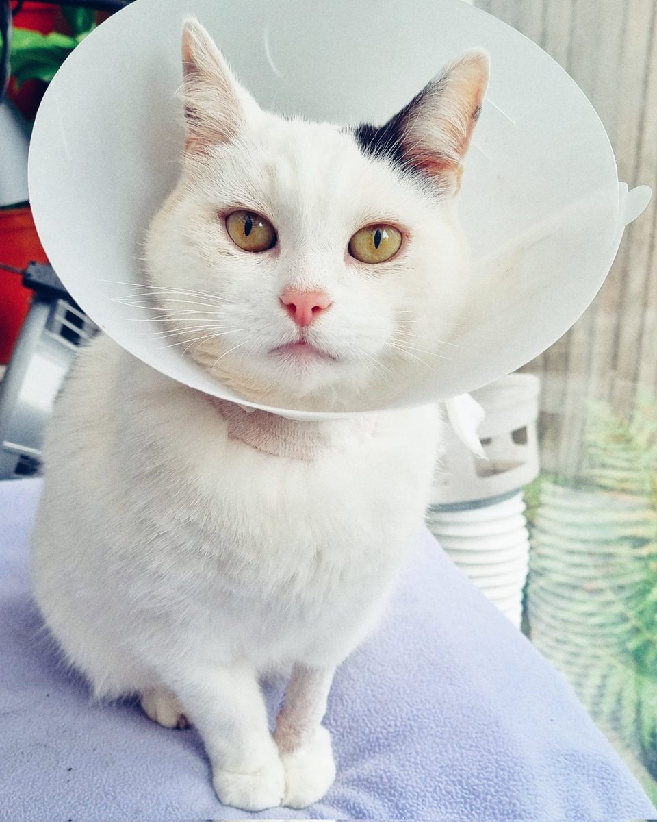 ScaredyCatCW's tweet photo. 4 more days of the stupid cone ... I'm trying to be good but sometimes it's really itchy where the vet shaved my fur and I try to get the cone off ... 😾😼 #Cat #CatsOfTwitter #Scaredy https://t.co/Ab43FctYm0