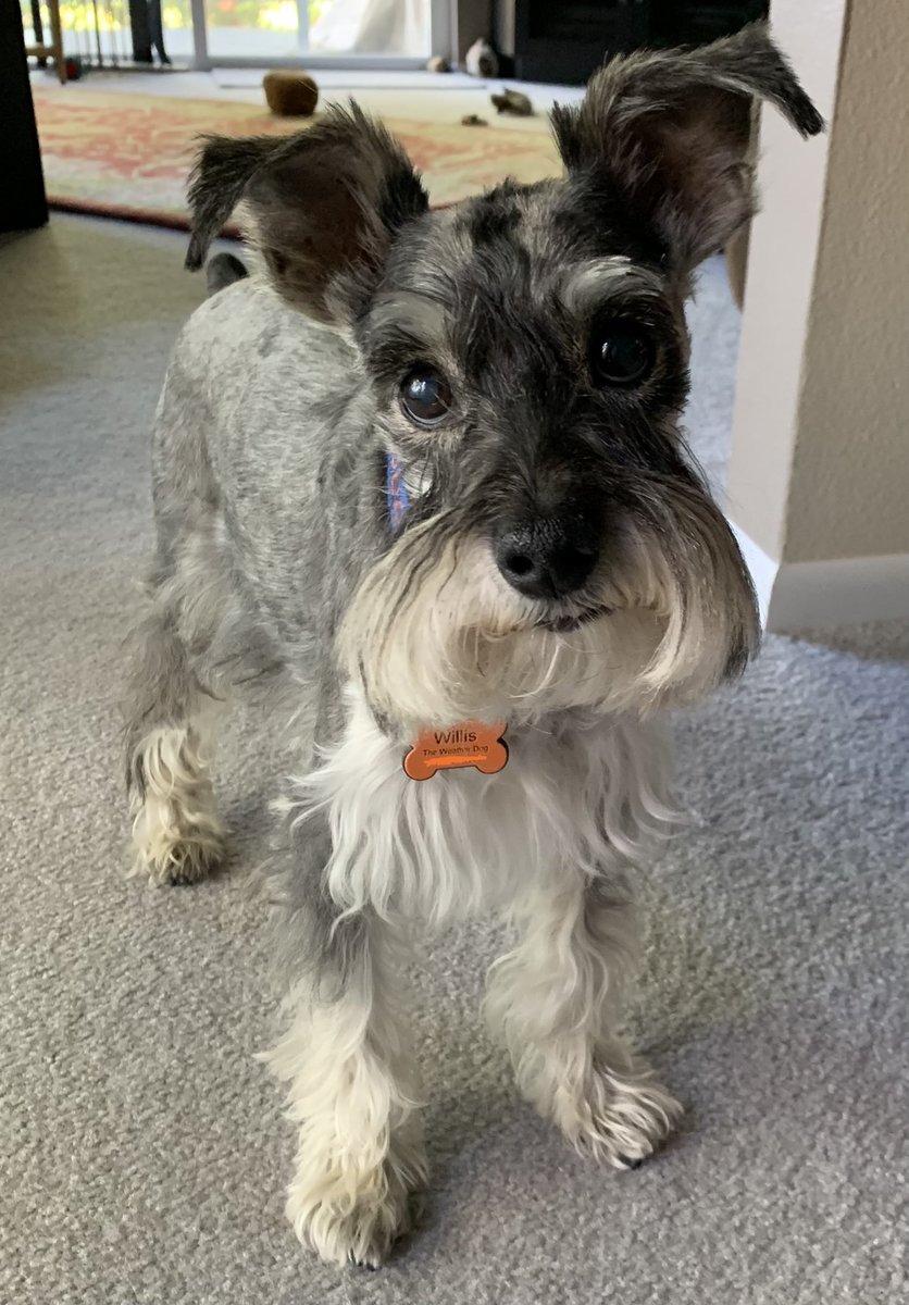WeatherDog_Will's tweet photo. Just had a trim! Feeling pretty spiffy & perky! Let’s play!
#im13 #olddogsneverquit https://t.co/mZxzUhRkf5