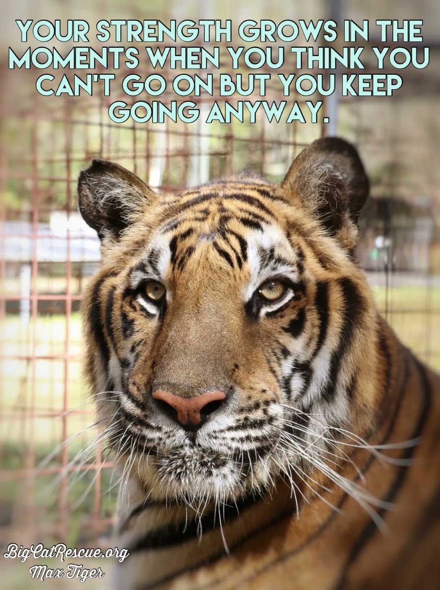 BigCatRescue's tweet photo. “Your strength grows in the moments when you think you can’t go on but you keep going anyway.”
#MaxTiger #BigCats #BigCatRescue #Rescue #Tiger #Strength #Perseverance #Cats #Inspiration #InspirationalQuotes #Life #CaroleBaskin https://t.co/F0Ms4qRsBf