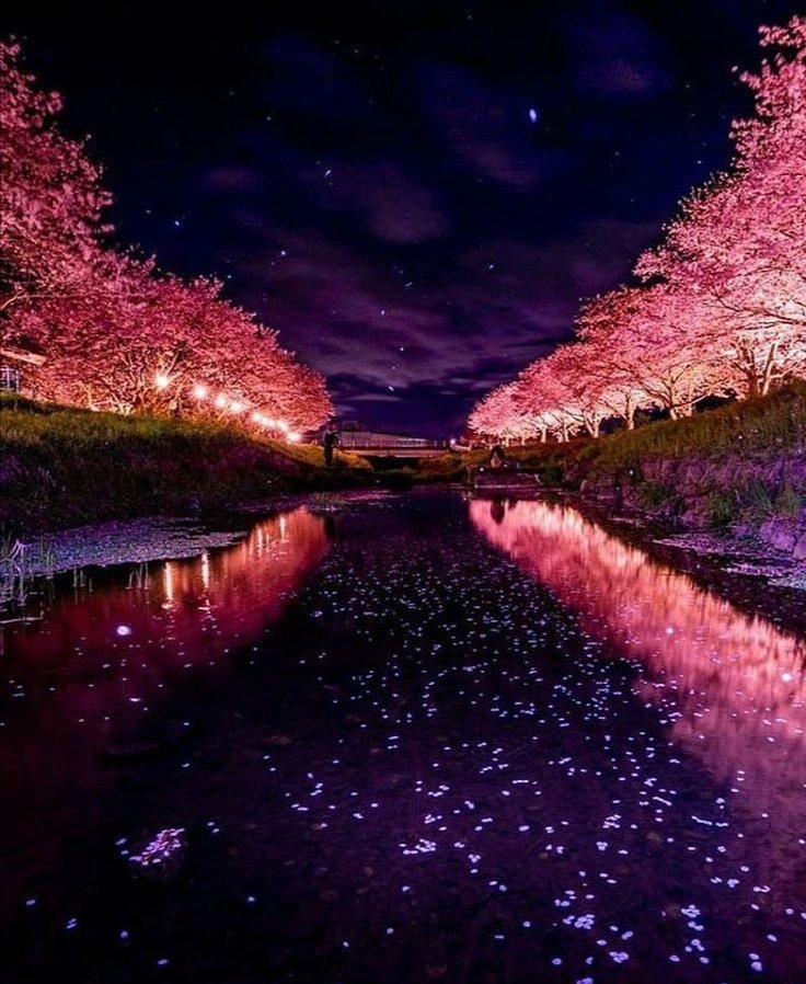 gauthie74757302's tweet photo. Cherry Blossoms at night in Tokyo, Japan 🇯🇵❤️💚💜 https://t.co/vYihr66hrS