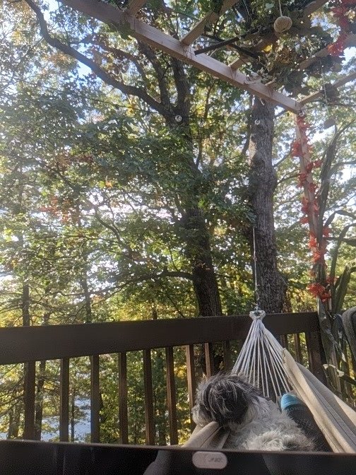 0hrely's tweet photo. WFSHWD (working from sukkah hammock with dog) https://t.co/NwaJVdhnkm
