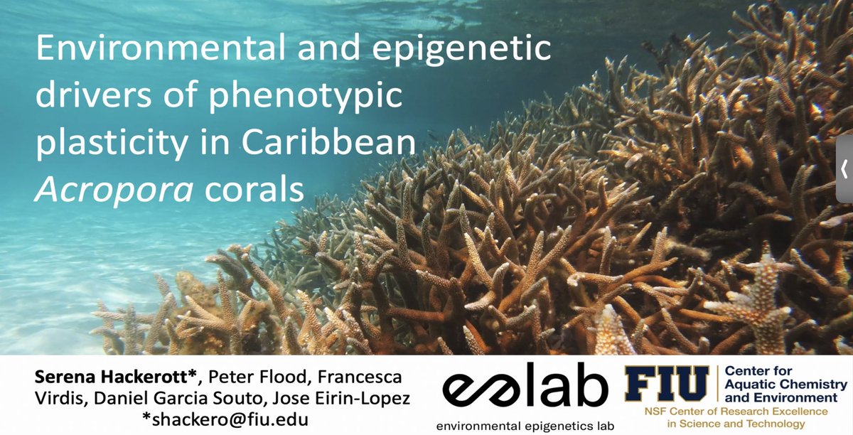Keeping it with coral, Serena Hackerott from @eelabfiu shares with us the relationship of epigenetics and plasticity #epimar2022