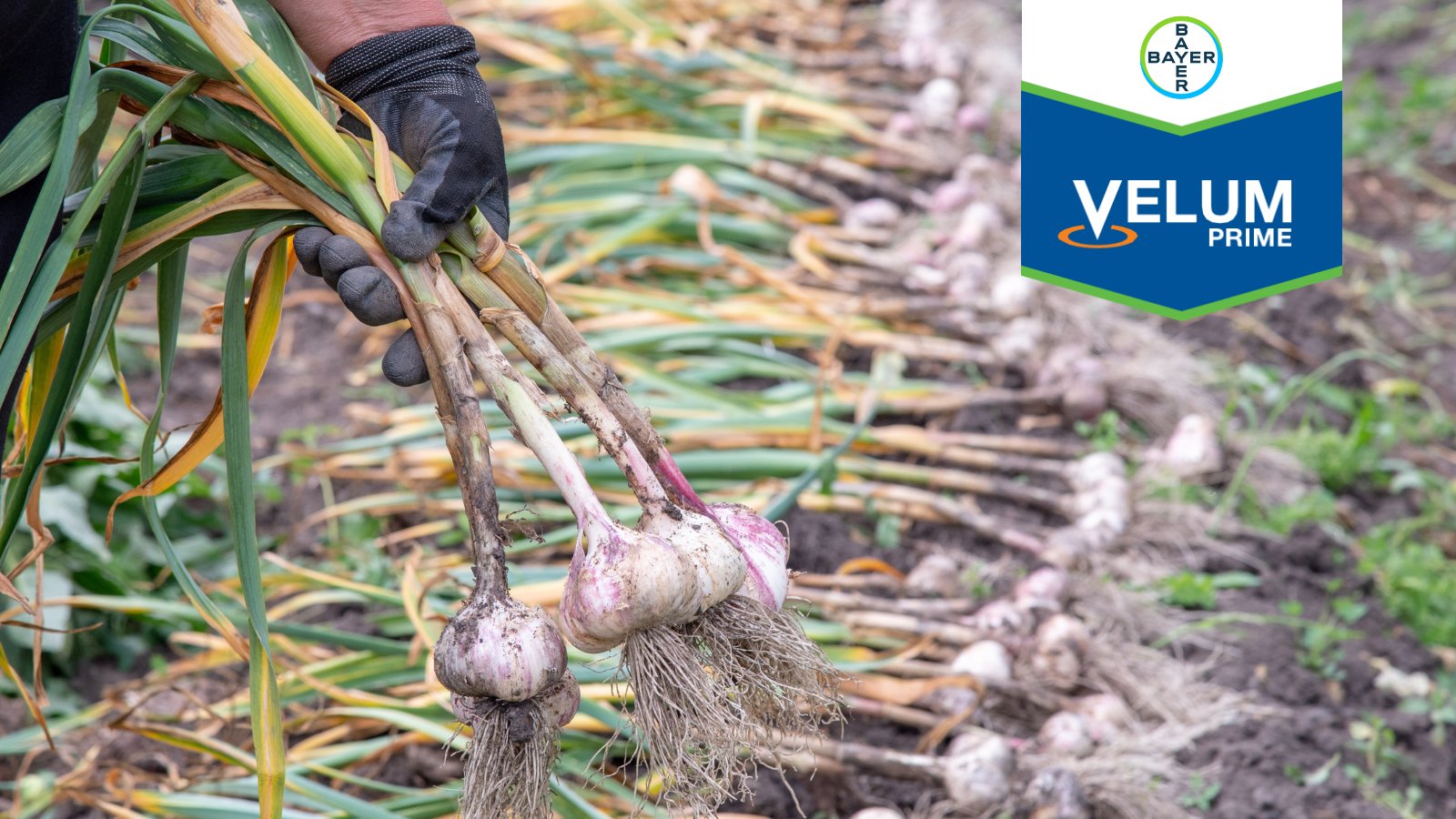 Crop Science Canada on Twitter "Hey, Ontario garlic growers! 🧄