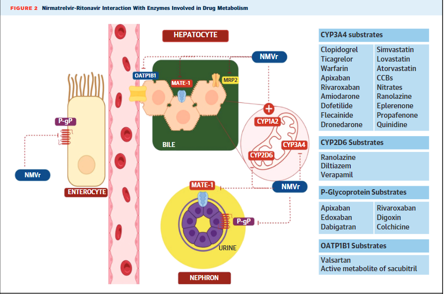 SarjuGanatraMD's tweet photo. Does your patient need #Paxlovid for #COVID19 treatment?

Do they take #CardioTwitter (CV) medications?

We review Paxlovid &amp; CV medications interactions &amp; provide management guidance.@JACCJournals @ACCinTouch @sonuabrahammd @SaurabhSDani @bethisraellahey
https://t.co/A06ksti9sF https://t.co/zp4Vi486QH