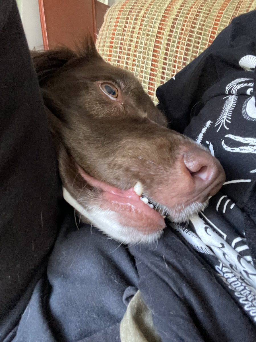 sierraboake's tweet photo. @Kheru Dog pics as requested! https://t.co/POIpZJYCxs