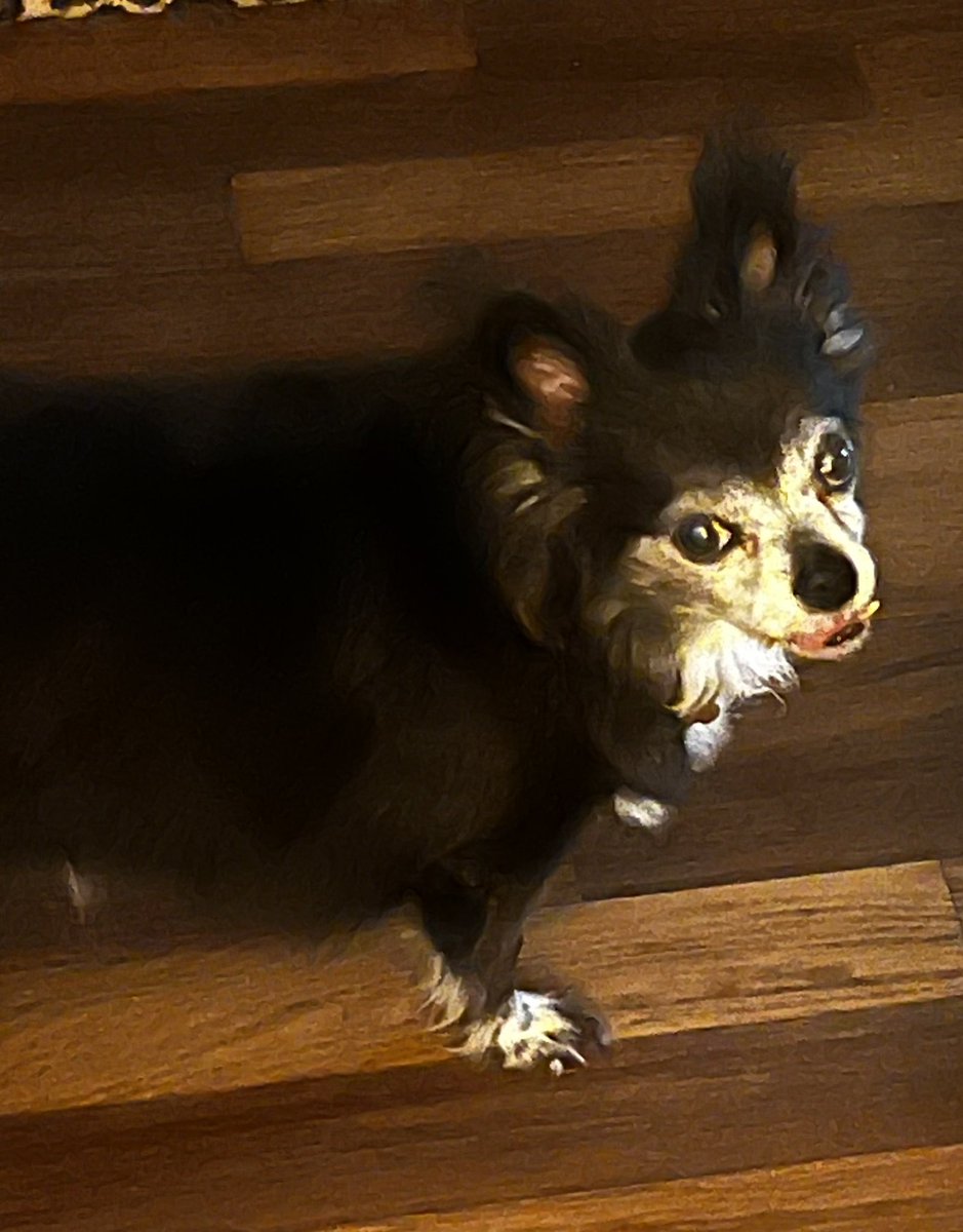 jocar3's tweet photo. Doesn’t matter how stressful or difficult my day has been,my fur babies always make sure I feel better ❤️ #dogsoftwitter #Chihuahuas https://t.co/Ym4GGw26Vi