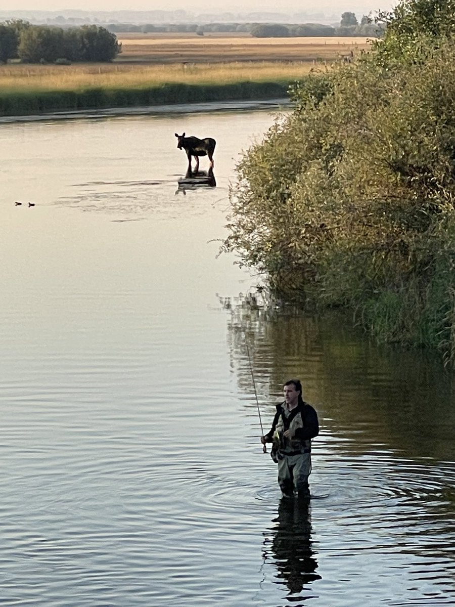 Catching trout recently in Wyoming and this wanders out of the brush - kind of like being comfy long coming into 2022.