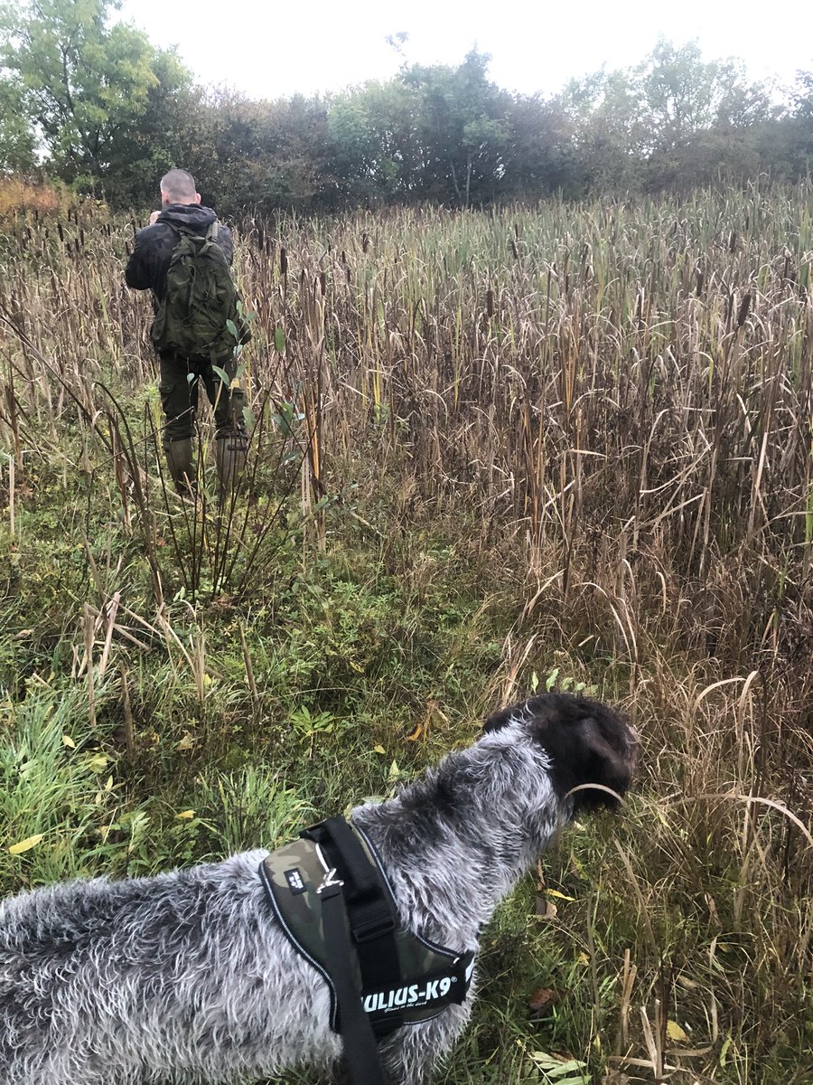 ScarecrowNeste1's tweet photo. We had a helper with us this evening. #GWHP 🐕
If we keep trying I’m sure JackSniping will gain recognition as a Field Sport.
My arms certainly feel like they’re suffering from a sport induced injury 🤣🐕~~~~~🚶🏻‍♂️
@tonymcguire1966 https://t.co/kIbgB7LhkX