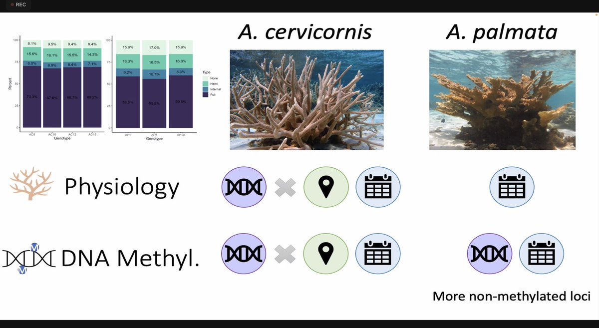 Serena shows some really nice data demonstrating unique differences in two corals #epimar2022 … genotype matters, but degree depends on species