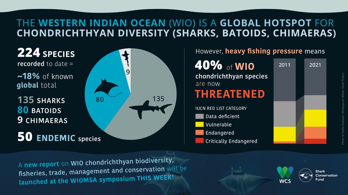 New status report coming: Chondrichthyans (sharks, rays, etc) in the Western Indian Ocean. Populations are under threat. Improved management and conservation is needed. tinyurl.com/2stvwchw