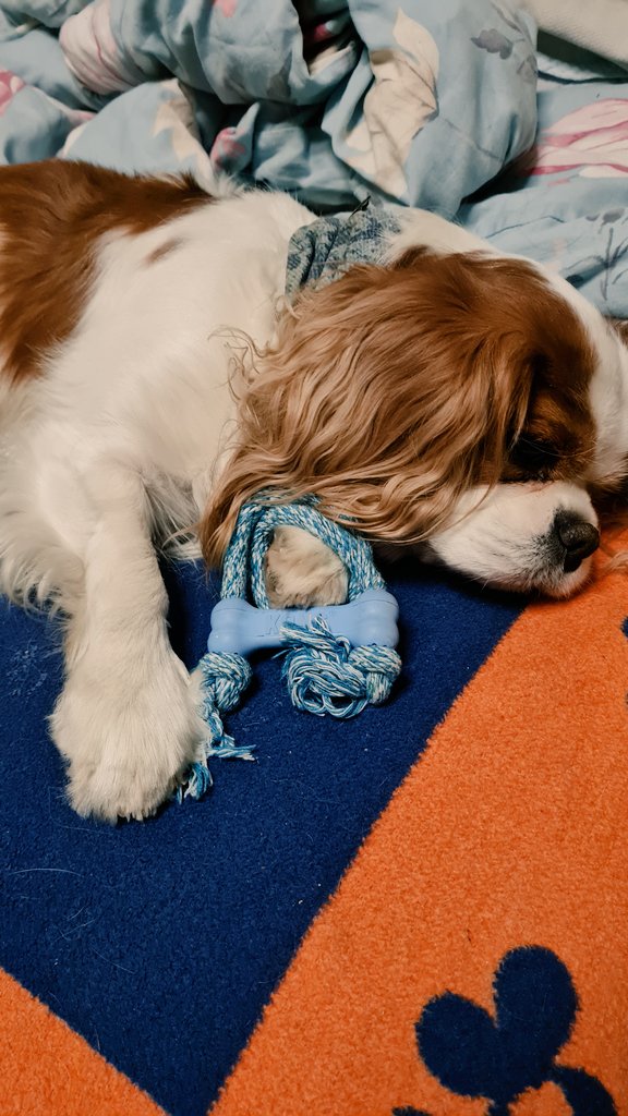 Nanukchen's tweet photo. @MsRoseCavalier @Price27P @NicPrice22 I hold my blue Kong bone and wearing my blue loop plus lying on blue blankies just for you Ern!!! #BlueThing4Ern #BlueThing https://t.co/zcYj3PsE6k