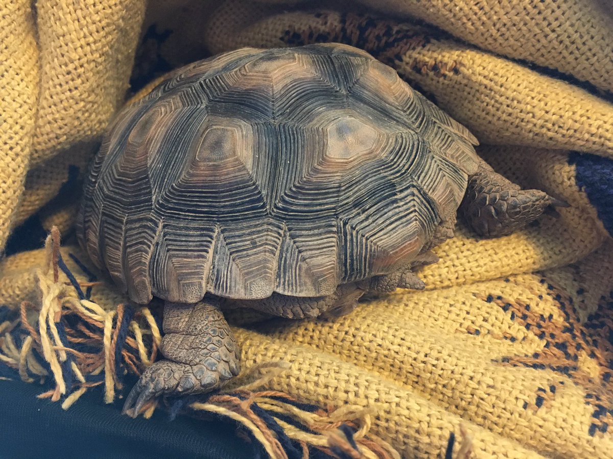 planetXplorer's tweet photo. As fall approaches, I know our days together until she brumates are numbered. So I love when @Taco_Tortoise is happy on my lap. https://t.co/NUfhshztm4
