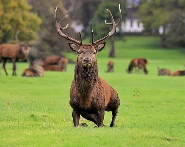 1968_derek's tweet photo. The contender #stag #deerrut #stagsofkillarney https://t.co/CVDIFD9SZ7