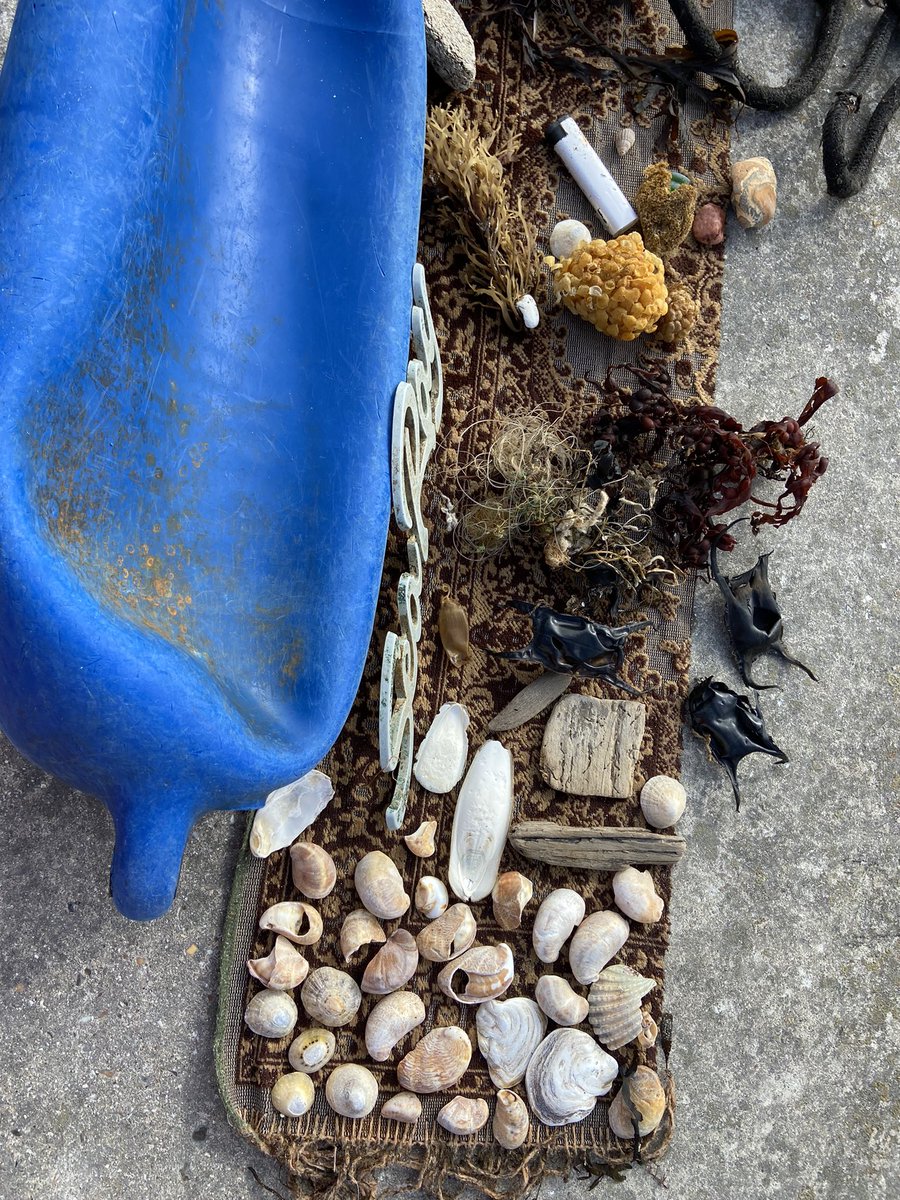 jessbh101's tweet photo. @edubrighton primary trainees learning firsthand the importance of nature connection in education with a Wild Beach session and of course we had a #2minutebeachclean @WildCoastSussex @SussexWildlife https://t.co/xpAdkeaDmJ