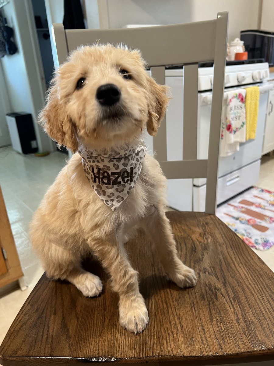 v_ct0ria's tweet photo. Just made these last month! Custom dog bandanas for my friends pups 🐶🥹 DM if you are interested in some for your pups! 💛 https://t.co/GEjdKBR4YZ
