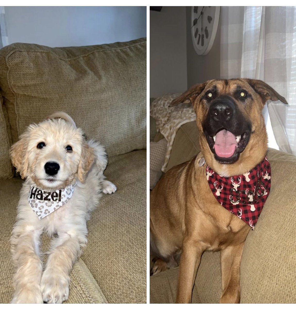 v_ct0ria's tweet photo. Just made these last month! Custom dog bandanas for my friends pups 🐶🥹 DM if you are interested in some for your pups! 💛 https://t.co/GEjdKBR4YZ