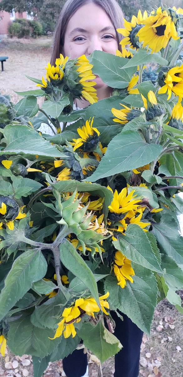 glendale_mcewen's tweet photo. Sunflower day in 3/4! Looking forward to some still art today!!!@GlendaleBradley @glendale_ardern https://t.co/qH12dH9Kyq