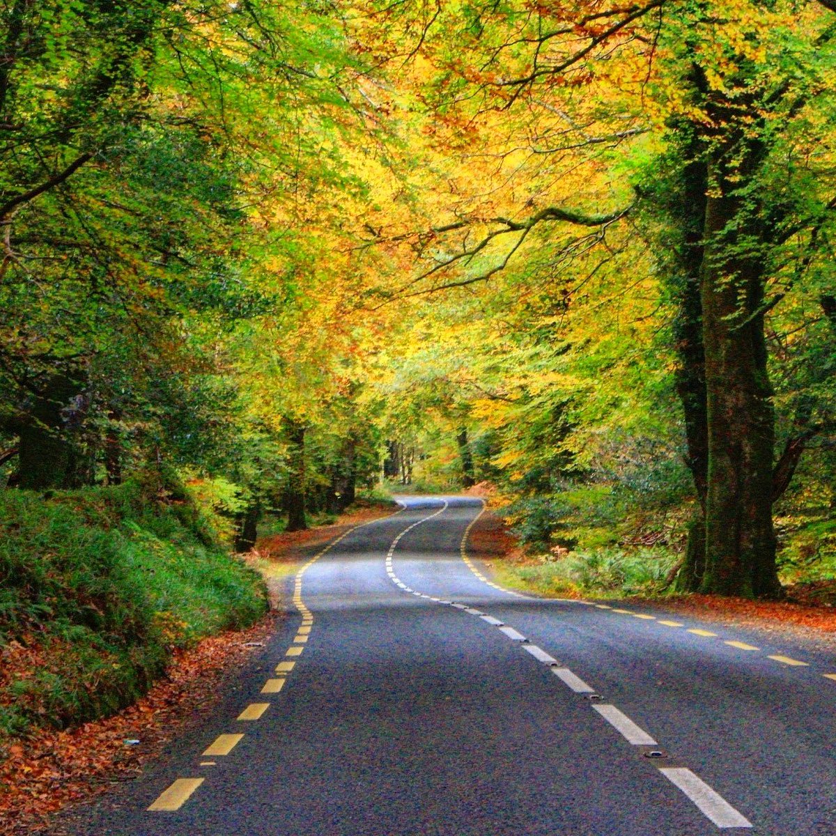 1968_derek's tweet photo. Autumn is upon us  #Autumn #roadTrip #Roadsafety #shadesofautumn https://t.co/1qDcXNsq7K