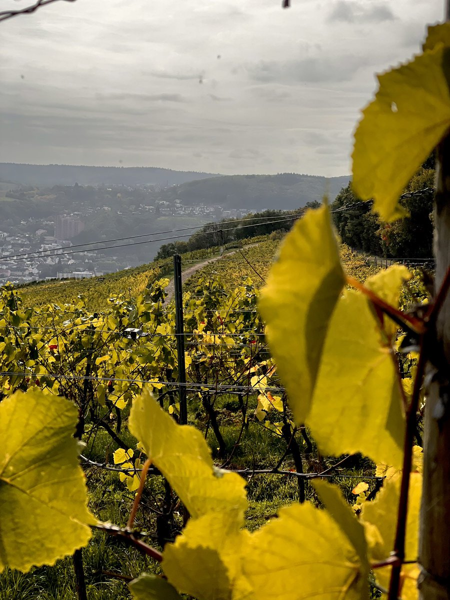 pikkuscientist's tweet image. What an incredible location for the #beilsteinNanoinformatics symposium!  Discussing science in the picturesque Rüdesheim am Rhein, distracted by the coziness of #autumn colours. 🍁🍂 #Scientists life  can be beautiful sometimes! 👩‍🔬 
@BeilsteinInst