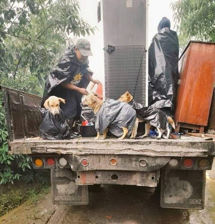 PYolkatl_mx's tweet photo. ¡Gracias por no dejarlos atrás! 🐶👏👍 https://t.co/kvvIYJftHR